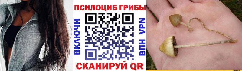 Псилоцибиновые грибы Psilocybe Краснотурьинск