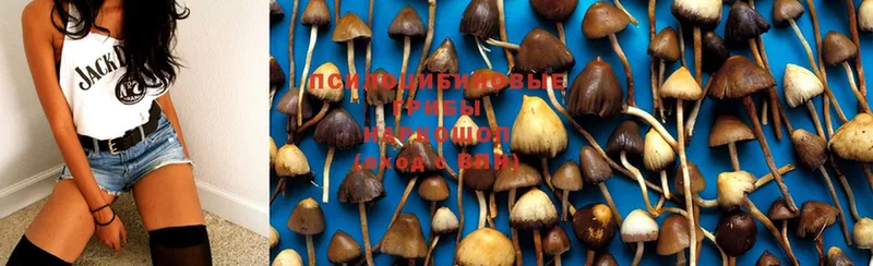 Галлюциногенные грибы Psilocybe  OMG онион  Краснотурьинск  что такое  